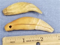 Pair of fossilized mammal teeth, one is 2 3/4" lon