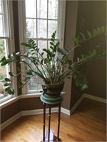 House Plant # 1