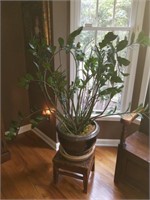 House Plant # 2