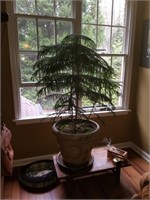 Norfolk Pine # 4