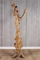 Burl Wood Root