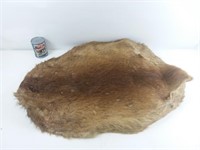 Peau de castor - Beaver pelt