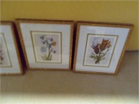 Three Botanical Prints.