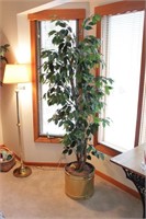 Pair of 6' Ficus Plants