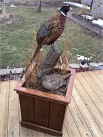 Pheasant Mount