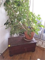 VINTAGE TRUNK AND PLANT