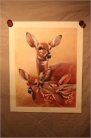 Jim Oliver Print - White-Tailed Deer