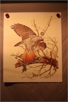 Jim Oliver Print - Red Tailed Hawk