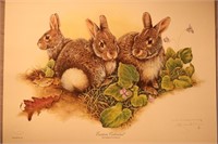 Jim Oliver Print - Eastern Cottontail