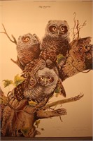 Jim Oliver Print - Baby Screech Owl