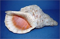 Large conch shell