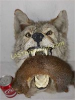 Taxidermy Wolf with Squirrel in mouth
