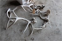 Elk Sheds and Whitetail Antlers