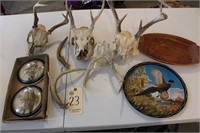 Whitetail skulls and sheds, wildlife decor