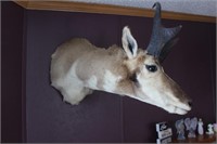 Antelope shoulder mount