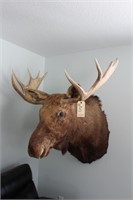 Shiras Montana Moose shoulder mount