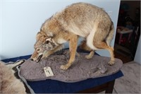Coyote mount and Racoon Rug