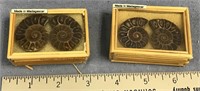 A lot of two boxes containing two ammonite fossils