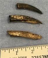 A lot with three fossilized claws     (11)