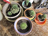 Lot of 6 live cactus in pots