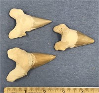 Lot of 3 Angustiedeus sharks teeth        (g 22)