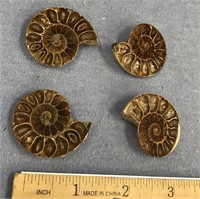 Lot of 4, small ammonite fossils, approx. 1 1/2" d