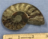 3 1/2" ammonite fossil    (g 22)