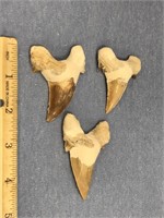 Lot with 3 Angustiedeus sharks teeth     (g 22)