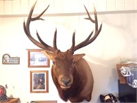 Bull Elk Shoulder Mount - 6 X6 Scored over 300