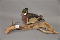 Mounted Wood Duck on Driftwood
