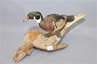 Mounted Wood Duck on Driftwood