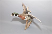Mounted Wood Duck in Flight