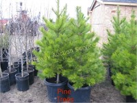 Lodgepole Pine trees 3 to 4 ft.
