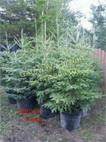 White Spruce trees 3 to 4 ft.