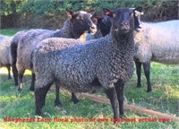 VBS AI'ed Gotland Ewe Scanned For VBS Twins