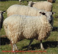 VBS AI'ed Teeswater/Wensleydale Ewe-With VBS Twins