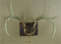 Mounted Deer Rack 8 Point Taxidermy Hunting Decor