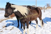 Missy- 4 yr old paint mare, Grade