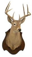 WHITETAIL DEER 8 POINT TAXIDERMY TROPHY MOUNT