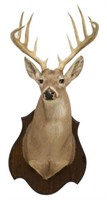 WHITETAIL DEER 12 POINT TAXIDERMY TROPHY MOUNT