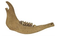 BOS PRIMIGENIUS (AUROCHS) LOWER RIGHT JAW W/ TEETH