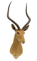 AFRICAN GRANT'S GAZELLE ANTELOPE TAXIDERMY MOUNT