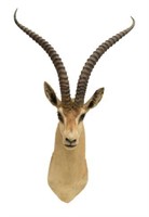 AFRICAN IMPALA  ANTELOPE TAXIDERMY MOUNT