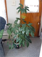 Healthy House Plant in Oriental Bowl