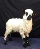 Valais Blacknose F-1 Ram Lamb  ID # 7