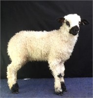 Valais Blacknose F-1 Ram Lamb  ID # 42
