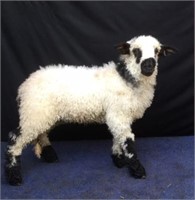 Valais Blacknose F-1 Wether Lamb  ID # 29