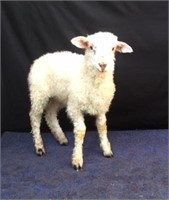 Valais Blacknose F-1 Wether Lamb  ID # 24