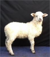 Valais Blacknose F-1 Ram Lamb  ID # 23