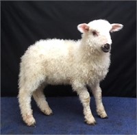 Valais Blacknose F-1 Wether Lamb  ID # 4